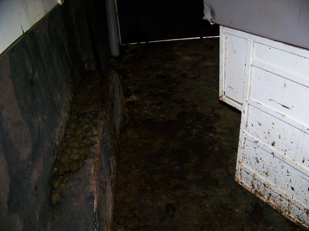 2004 Bison Alumasport Horse Trailer - Image 23