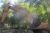 2005 CASE IH CX160 Excavator