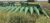 2023 John Deere C12F Corn Header